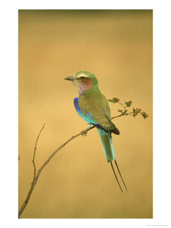 Lilac-Breasted Roller, Coracias Caudata Adult Perched, Botswana, Southern Africa by Mark Hamblin Pricing Limited Edition Print image