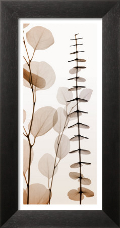 Eucalypti I by Steven N. Meyers Pricing Limited Edition Print image