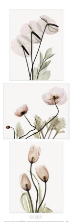 Flowering Triptych by Albert Koetsier Pricing Limited Edition Print image