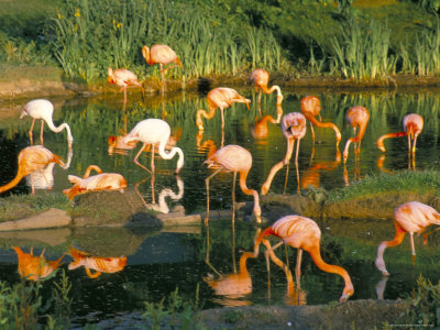 Flamingoes, Marwell Zoo, Hampshire, England, United Kingdom by Jean Brooks Pricing Limited Edition Print image