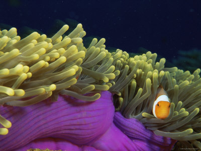 False Clown Fish, In Amongst Tentacles Of Host Sea Anemone, Surin, Thailand by Doug Perrine Pricing Limited Edition Print image