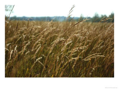 Indian Grass Bends With The Wind In The Flint Hills National Wildlife Refuge, Kansas by James P. Blair Pricing Limited Edition Print image