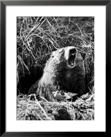 Woodchuck Standing On Hind Legs In Midst Of Dense Foliage With Mouth Open And Showing Teeth by Andreas Feininger Pricing Limited Edition Print image