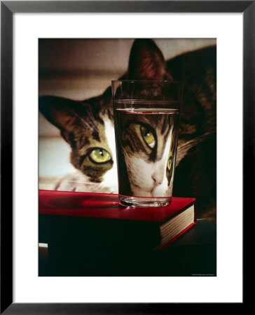 Cat Peering Into Glass Reflects Its Image In Reverse, Creating Perfect Example Of Light Refraction by Nina Leen Pricing Limited Edition Print image