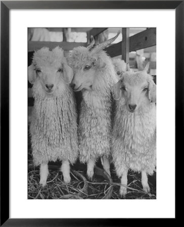 Three Angora Goats, Raised On Ranch For Their Fleece, Known Commercially As Mohair by Alfred Eisenstaedt Pricing Limited Edition Print image