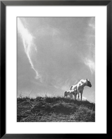 White Horse Ranch Where New Breed Of Albino Horses Are Being Raised by William C. Shrout Pricing Limited Edition Print image