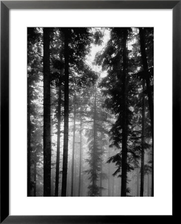 Trees In The Black Forest by Dmitri Kessel Pricing Limited Edition Print image