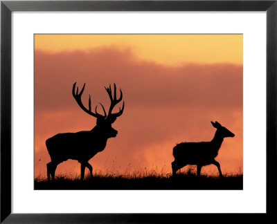 Silhouette Of Red Deer Stag And Doe At Sunset, Dyrehaven, Denmark by Edwin Giesbers Pricing Limited Edition Print image