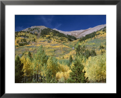 Aspen Trees, Independence Pass, Colorado, Usa by Jean Brooks Pricing Limited Edition Print image