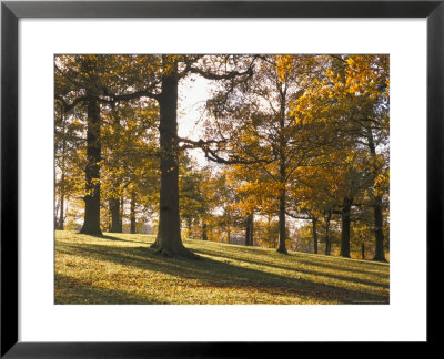 Beech Woodland In Autumn, Burghley Park, Stamford, Lincolnshire, England, United Kingdom by Lee Frost Pricing Limited Edition Print image