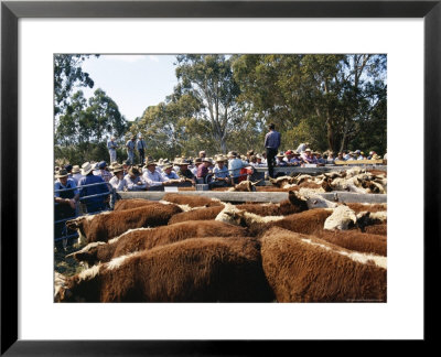 Cattle Sale In Victorian Alps, Victoria, Australia by Claire Leimbach Pricing Limited Edition Print image