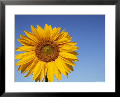 Sunflower, Helianthus Spec. Bielefeld, Nrw, Germany by Thorsten Milse Pricing Limited Edition Print image