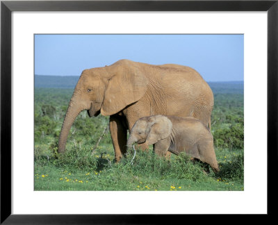 African Elephant (Loxodonta Africana) With Calf, Addo National Park, South Africa, Africa by Steve & Ann Toon Pricing Limited Edition Print image