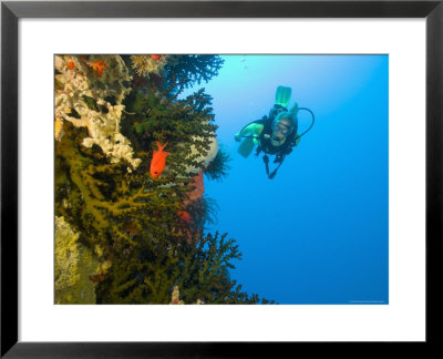 Scuba Diver Swimming Into Cave Of Tubastrae Coral Formation And Soldierfish, Banda Sea, Indonesia by Stuart Westmoreland Pricing Limited Edition Print image