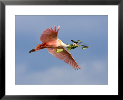Roseate Spoonbill In Flight Carrying Nesting Material, Tampa Bay, Florida, Usa by Jim Zuckerman Pricing Limited Edition Print image