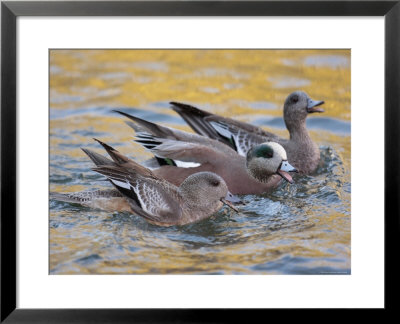 American Wigeons Courting, Bosque Del Apache National Wildlife Reserve, New Mexico, Usa by Arthur Morris Pricing Limited Edition Print image
