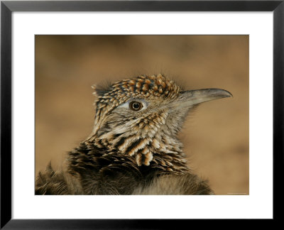 Head Portrait Of Great Roadrunner, Bosque Del Apache National Wildlife Reserve, New Mexico, Usa by Arthur Morris Pricing Limited Edition Print image