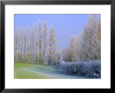 Hoar Frost On Trees In Kent, England by Michael Busselle Pricing Limited Edition Print image