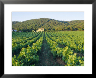 Vineyard, The Var, Cote D'azur, Provence, France by J P De Manne Pricing Limited Edition Print image
