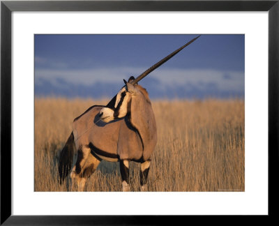 Gemsbok (Oryx), Oryx Gazella, Kgalagadi Transfrontier Park, South Africa, Africa by Ann & Steve Toon Pricing Limited Edition Print image