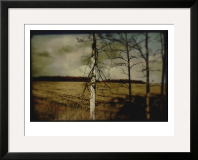 Broken Branches On Tree by Mia Friedrich Pricing Limited Edition Print image