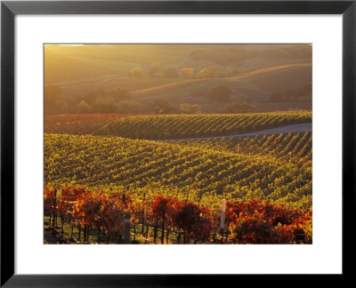 Carneros Ava. Scenic, Carneros, Napa Valley, California by Karen Muschenetz Pricing Limited Edition Print image
