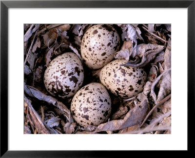 Nightjar Nest And Eggs, Thaku River, British Columbia, Canada by Gavriel Jecan Pricing Limited Edition Print image