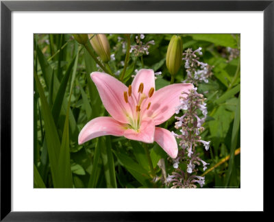 Pink Asiatic Lily, Reading, Massachusetts, Usa by Lisa S. Engelbrecht Pricing Limited Edition Print image