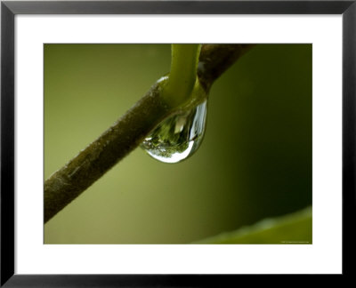 Close View Of A Drop Of Water On A Branch, Groton, Connecticut by Todd Gipstein Pricing Limited Edition Print image