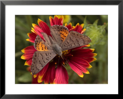 Ares Metalmark Feeds On A Flower by George Grall Pricing Limited Edition Print image