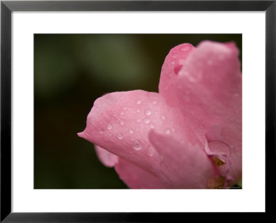 Rose Plant At The Maxwell Arboretum by Joel Sartore Pricing Limited Edition Print image