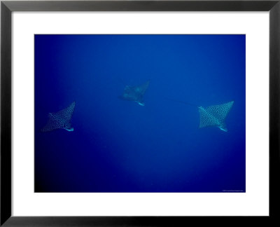 Three Spotted Eagle Rays, Fatu Hiva Island, French Polynesia by Tim Laman Pricing Limited Edition Print image