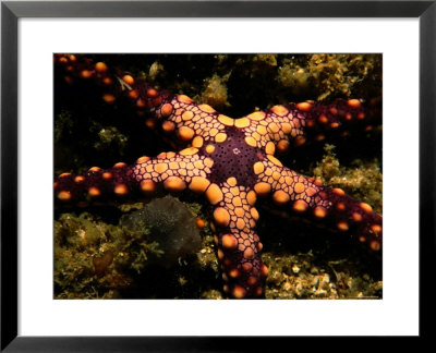 Sea Star by Tim Laman Pricing Limited Edition Print image