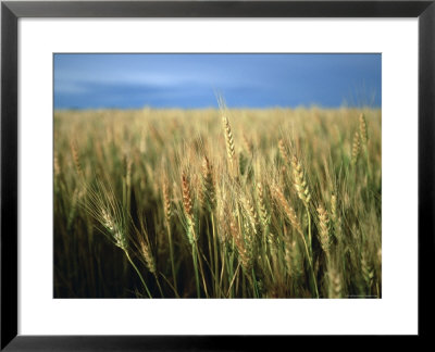 Winter Wheat In Linn, Kansas by Joel Sartore Pricing Limited Edition Print image