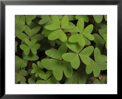 Wood Sorrel Shamrock by George Grall Pricing Limited Edition Print image