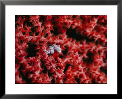 Pygmy Sea Horse Nestled In The Branches Of A Soft Coral by Wolcott Henry Pricing Limited Edition Print image