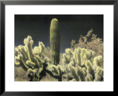 Cholla And Saguaro Cacti Grow Together In An Arizona Desert by Annie Griffiths Belt Pricing Limited Edition Print image