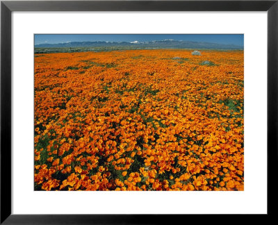Waves Of California Poppies Reach Towards Snow-Covered Mountains by Jonathan Blair Pricing Limited Edition Print image