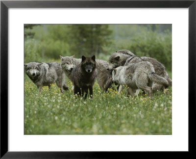 Group Of Gray Wolves, Canis Lupus, Mill About In A Mountain Meadow by Jim And Jamie Dutcher Pricing Limited Edition Print image