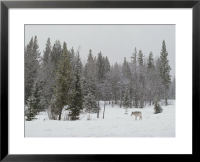 Gray Wolf, Canis Lupus, Stands Near Forest's Edge In A Snow Storm by Jim And Jamie Dutcher Pricing Limited Edition Print image