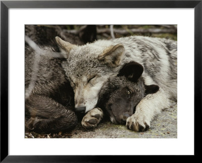Two Five-Month-Old Gray Wolf, Canis Lupus, Pups Nap Together by Jim And Jamie Dutcher Pricing Limited Edition Print image