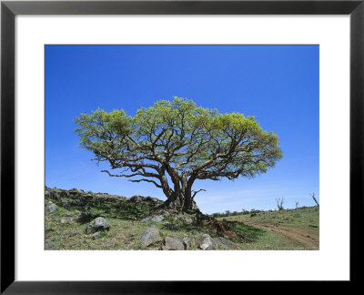 Fig Tree Grows On A Rocky Hillside Near A Dirt Road by Norbert Rosing Pricing Limited Edition Print image
