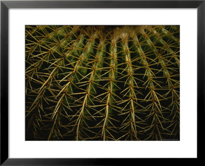 Close View Of Cactus Needles by Todd Gipstein Pricing Limited Edition Print image