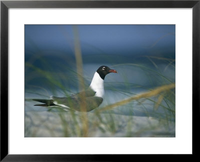 Laughing Gull, Larus Atricilla by Raymond Gehman Pricing Limited Edition Print image