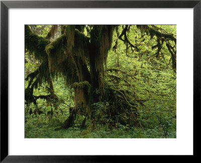 Moss Covered Tree In A Lush Green Rain Forest Setting by Melissa Farlow Pricing Limited Edition Print image