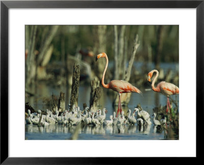Pair Of Flamingos And A Flock Of Chicks In A Rookery by Steve Winter Pricing Limited Edition Print image