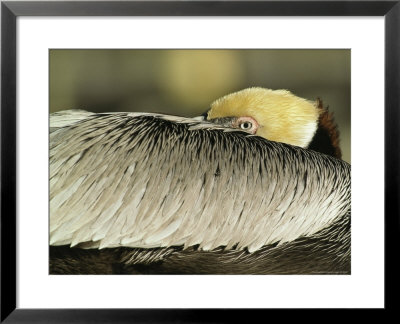 Brown Pelican With Its Head Tucked Behind Its Wing by Klaus Nigge Pricing Limited Edition Print image