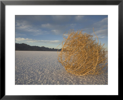 Tumbleweed On The Bonneville Salt Flats, Utah by John Burcham Pricing Limited Edition Print image