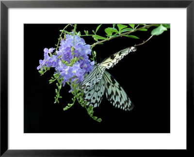 Rice Paper Butterfly Visits Blue Flowers For Nectar, Westford, Massachusetts by Darlyne A. Murawski Pricing Limited Edition Print image