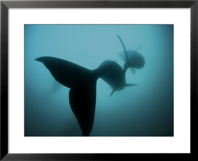 Pair Of Southern Right Whales In The Auckland Islands Marine Reserve by Brian J. Skerry Pricing Limited Edition Print image